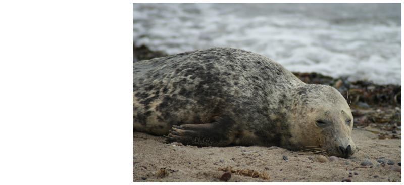 Kegelrobbe am Strand
